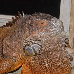 9yr Male Iguana
