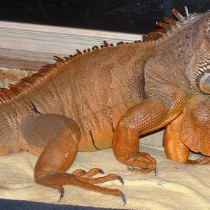 9 yr male  Iguana