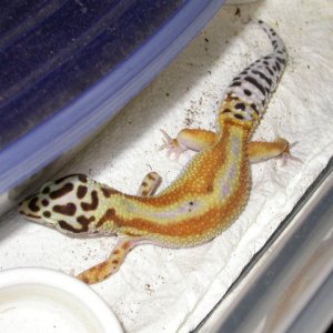Buttercup - Reverse Stripe Tang