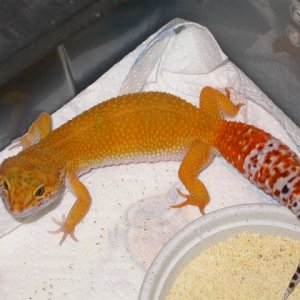 Het Bell Female(no name yet)
