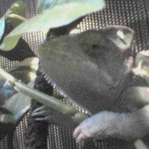 my cham