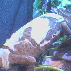 flaky