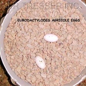 Eggs of Eurydactylodies