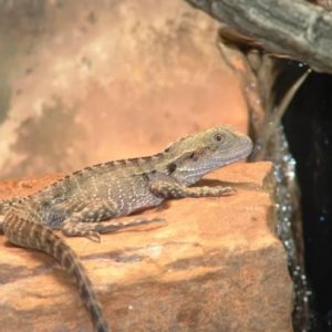 Australian water dragon - 4 months old   or -