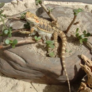 Young orange/gold male Bearded Dragon