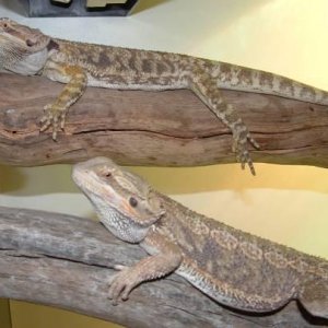 Two young male Bearded Dragons