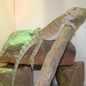 Hypo female Bearded