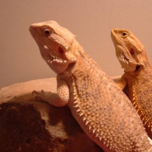 Hypo female/Yellow glow male Bearded's
