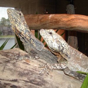 High color Frilled dragon pair