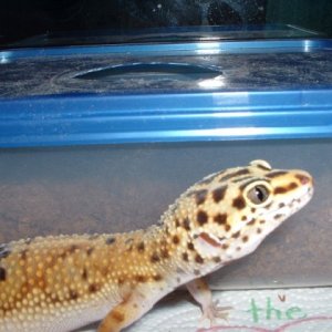 Hyp Tang Female