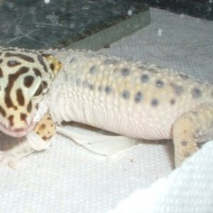 Shedding