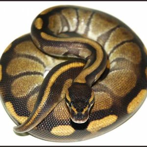 Ball Python