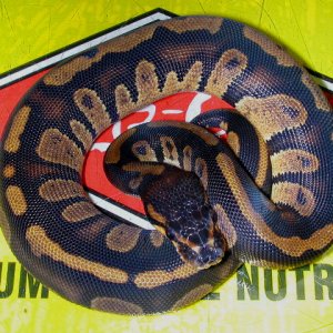 Ball Python