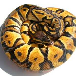 Ball Python