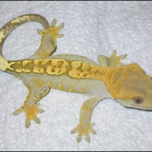 Male Partial Pin