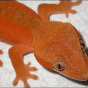 Male Red