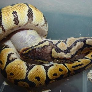 FEEDING TIME #2