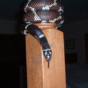 Hanging out