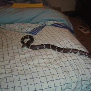 Queeny and the messy bed.