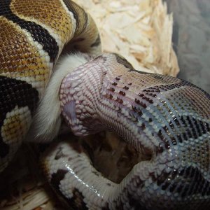 FEEDING TIME #3