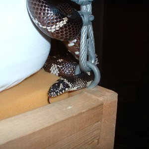 King bed post