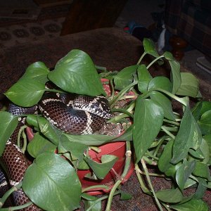 L.g.g. in plant
