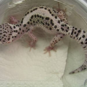 Female Snow Leopard Gecko