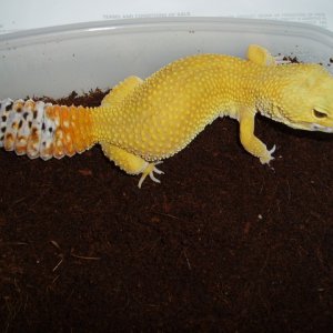 Female Super Hypo Tang. Carrot Tail Baldy