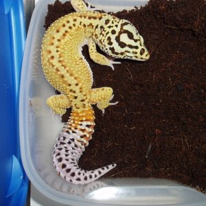 Female Red Stripe