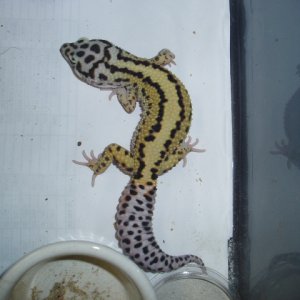 Male Stripe
