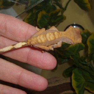 My first Crested Gecko