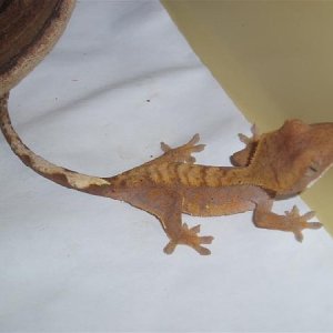 Fire Crested Gecko