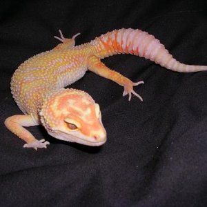 Ember