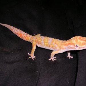 Magma