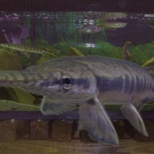 alligator spotted gar pike