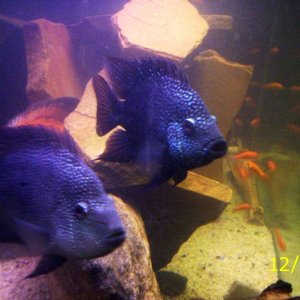 texas cichlids