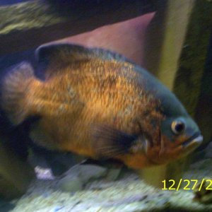 red oscar