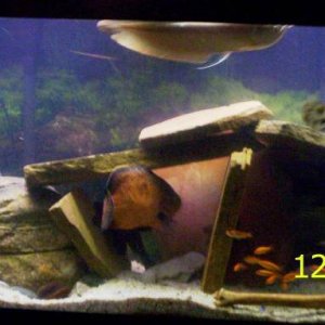 my aquarium