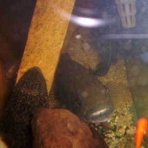 pike cichlid