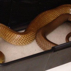Unicolor Cribo