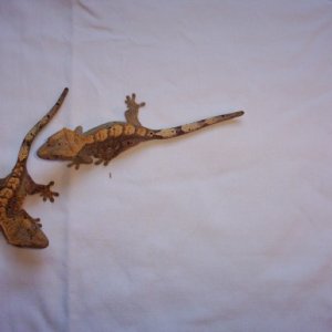 Sister Crested Geckos