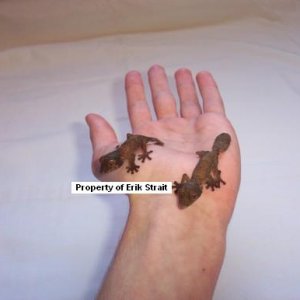 Look at what hatched out yesterday( Henkeli )