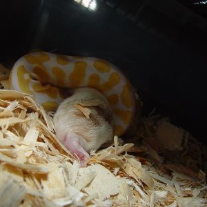 FEEDING TIME #5