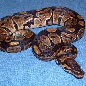 My new female ball