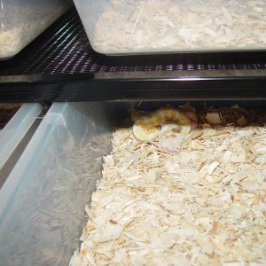 FEEDING TIME #6