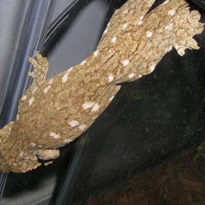 Geckos_004