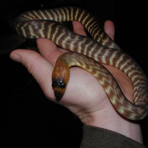 Wally the Woma
