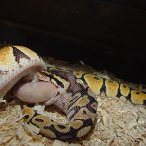 FEEDING TIME #8