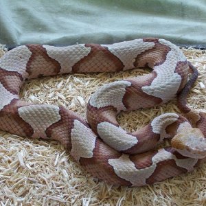 Southern copperhead