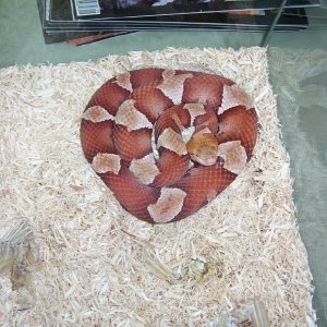 Trans-Pecos copperhead
